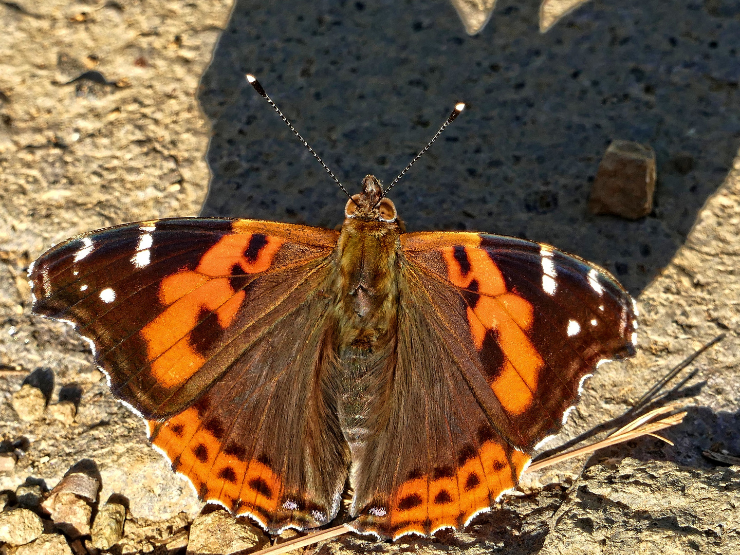 Kanarenadmiral