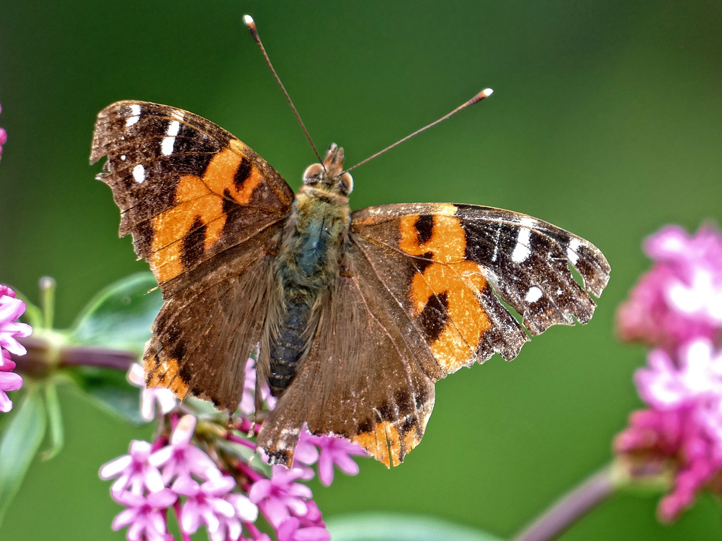 Kanarenadmiral