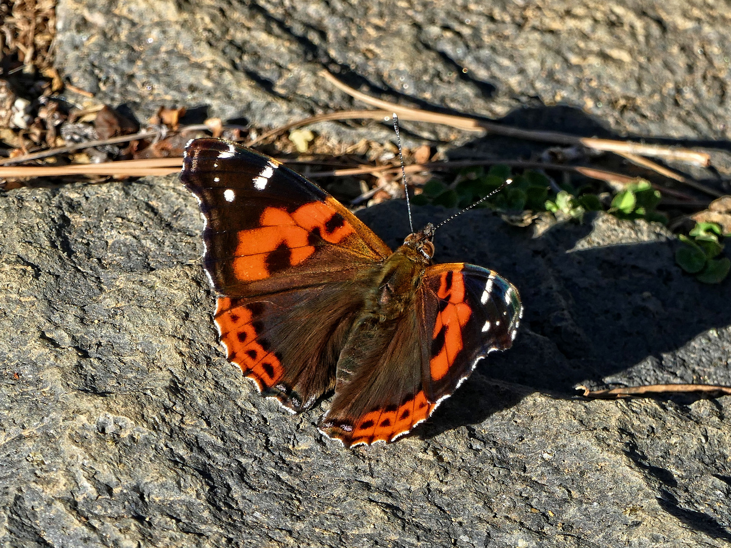 Kanarenadmiral