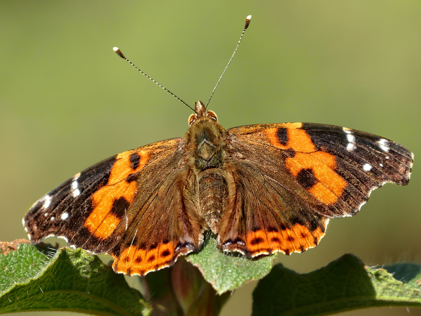 Kanarenadmiral