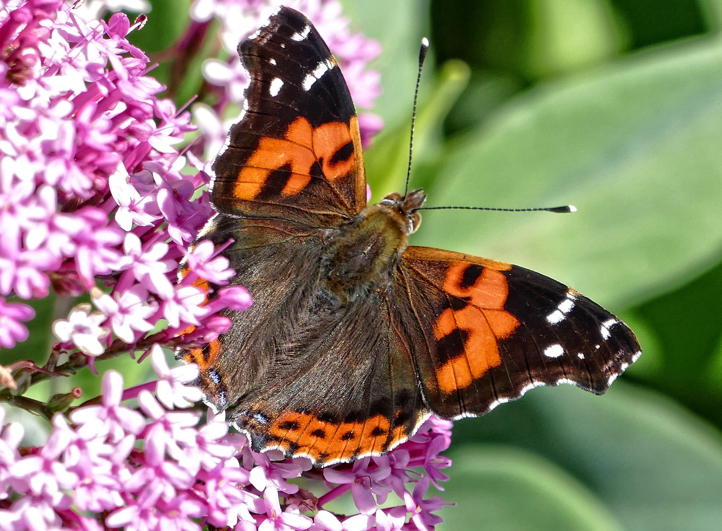 Kanarenadmiral