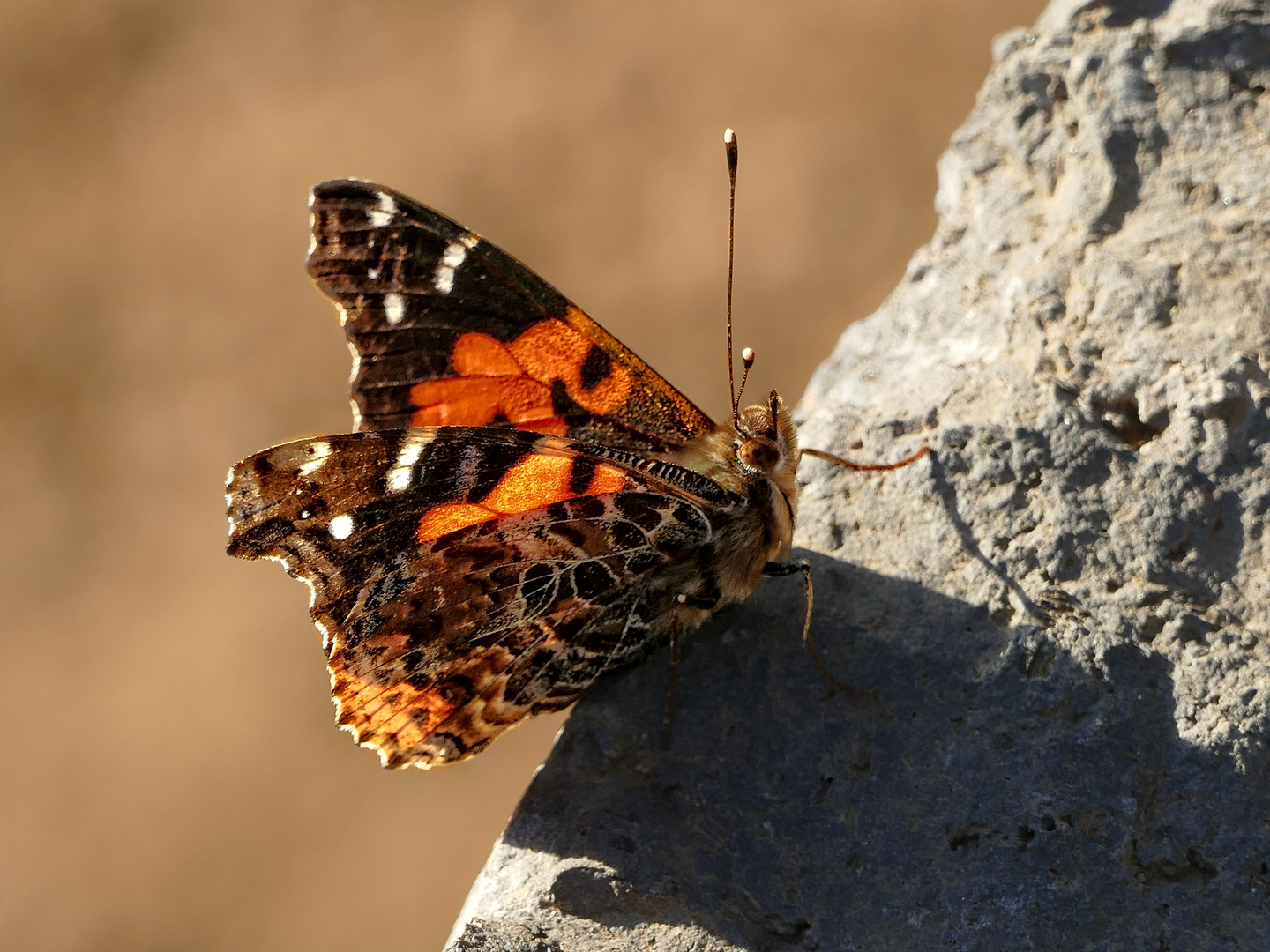 Kanarenadmiral