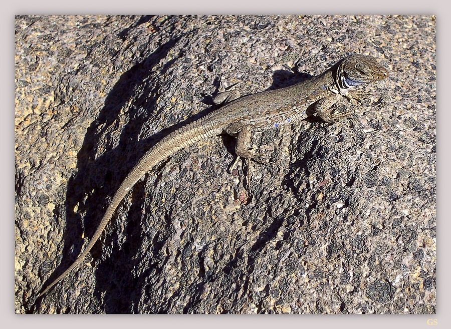 Kanareneidechse auf La Palma (Gallotia galloti palmae)