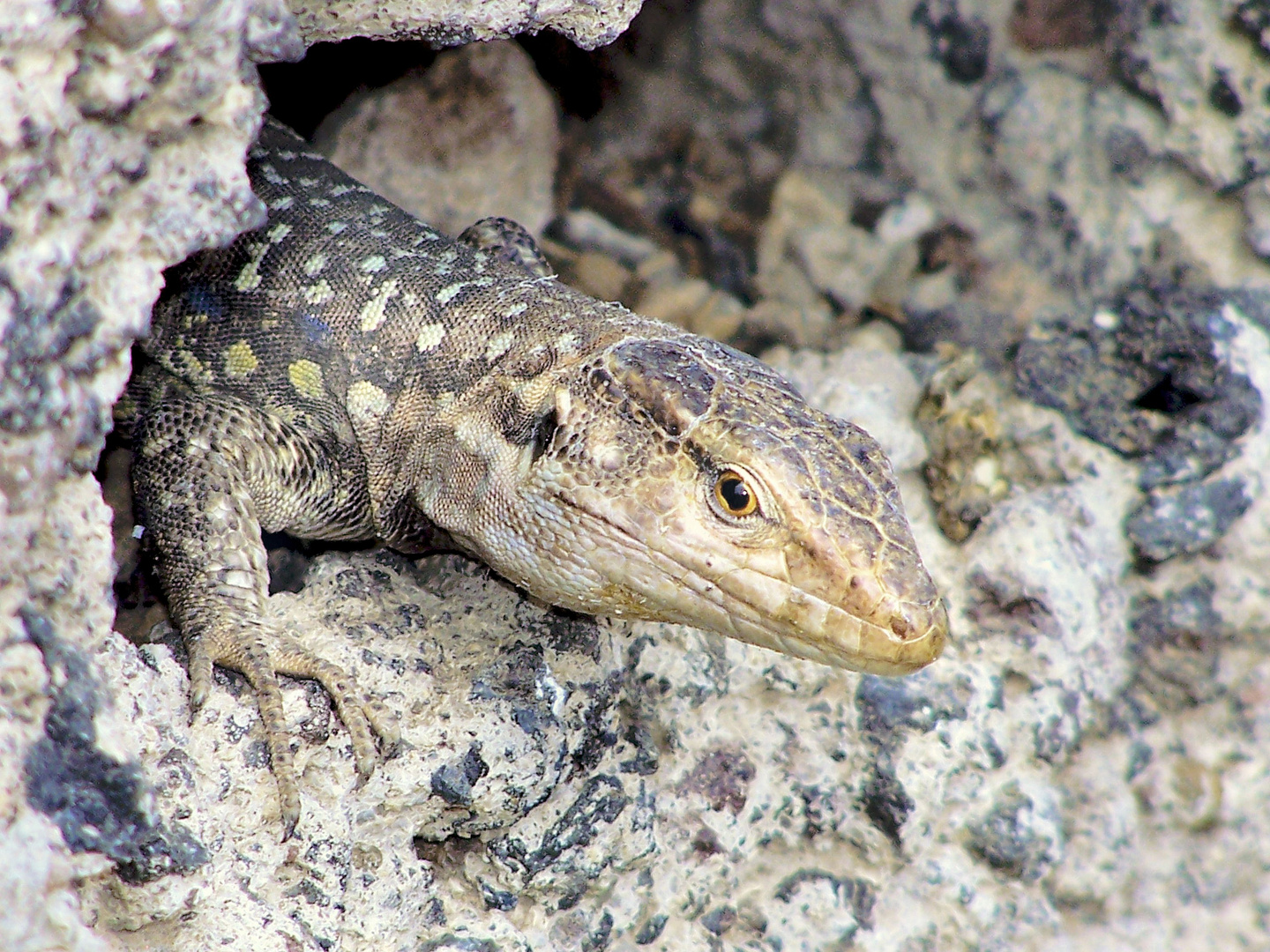 Kanareneidechse (Gallotia galloti)