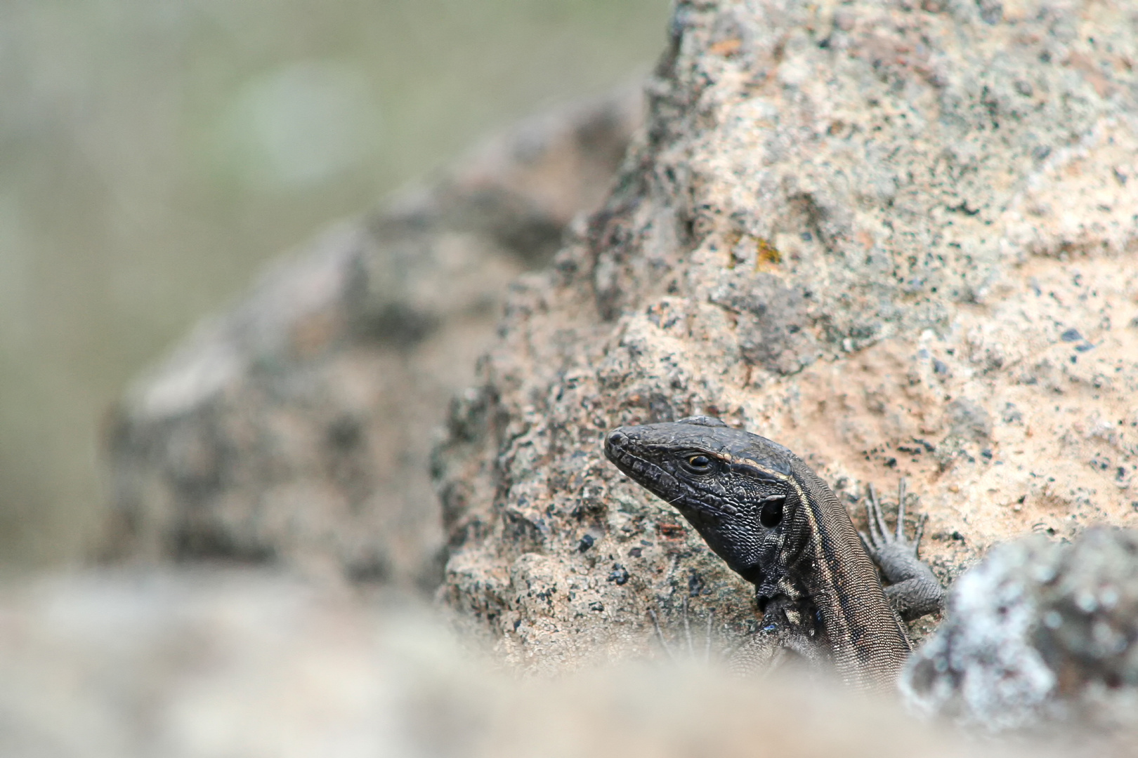 Kanareneidechsen (Gallotia)