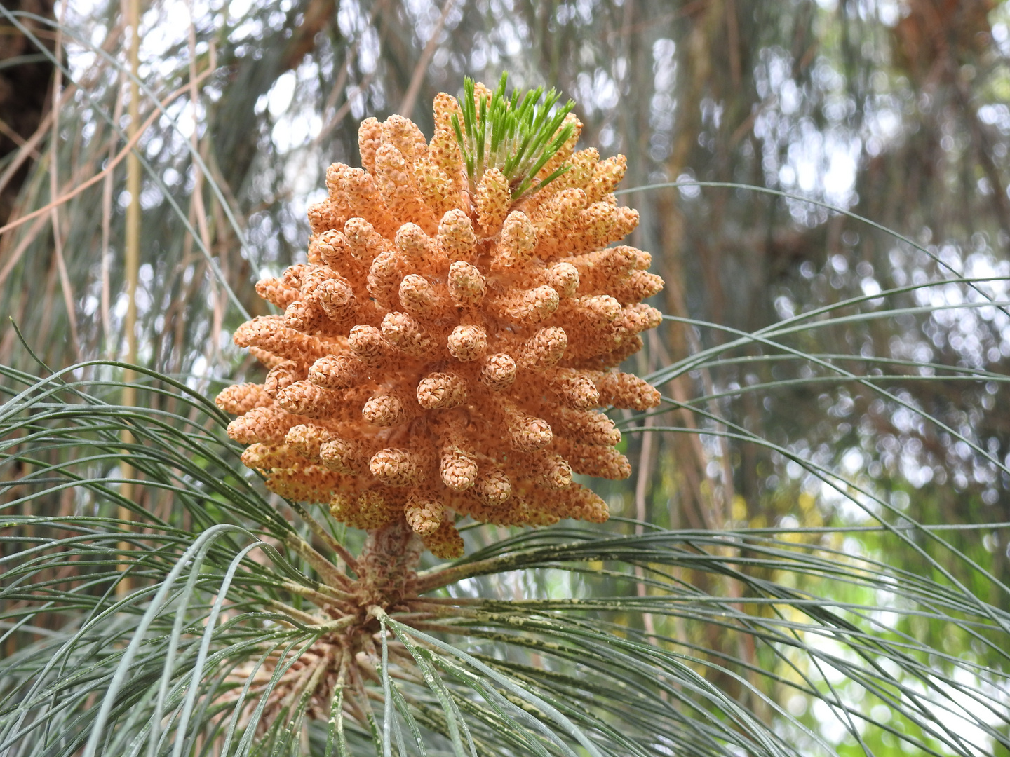 Kanarenkiefer (Pinus canariensis)