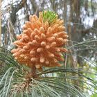 Kanarenkiefer (Pinus canariensis)
