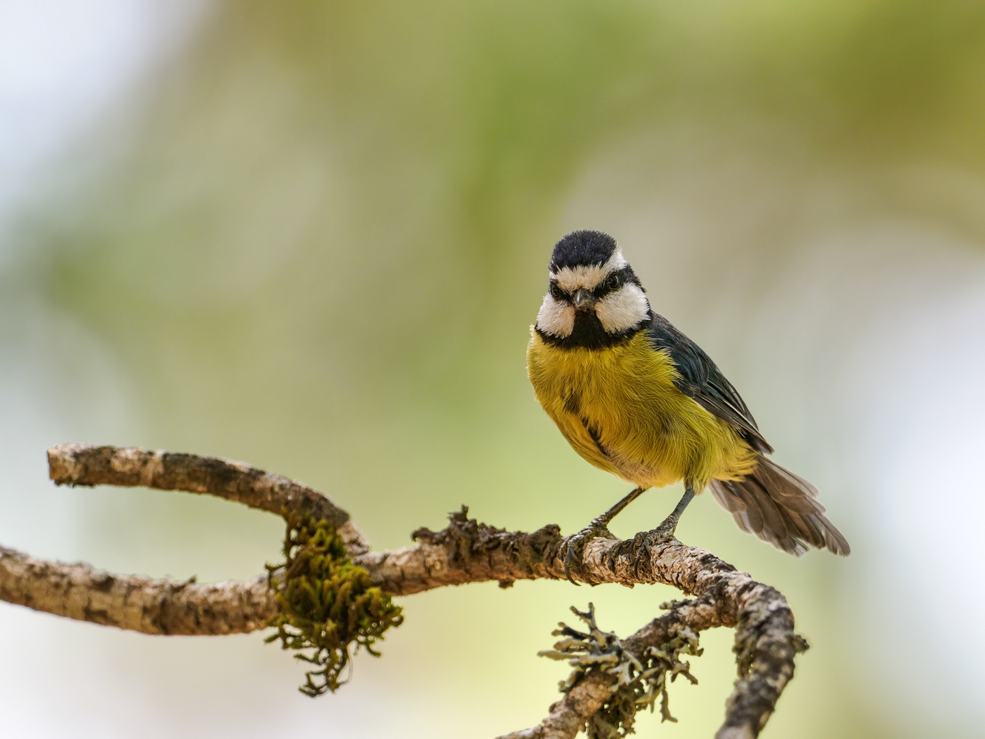 Kanarenmeise Altvogel