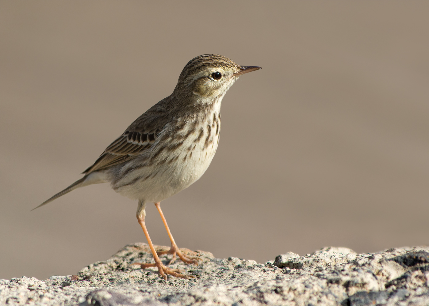 Kanarenpieper (Anthus berthelotii)