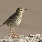 Kanarenpieper (Anthus berthelotii)