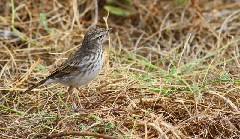 Kanarenpieper (Anthus berthelotii)