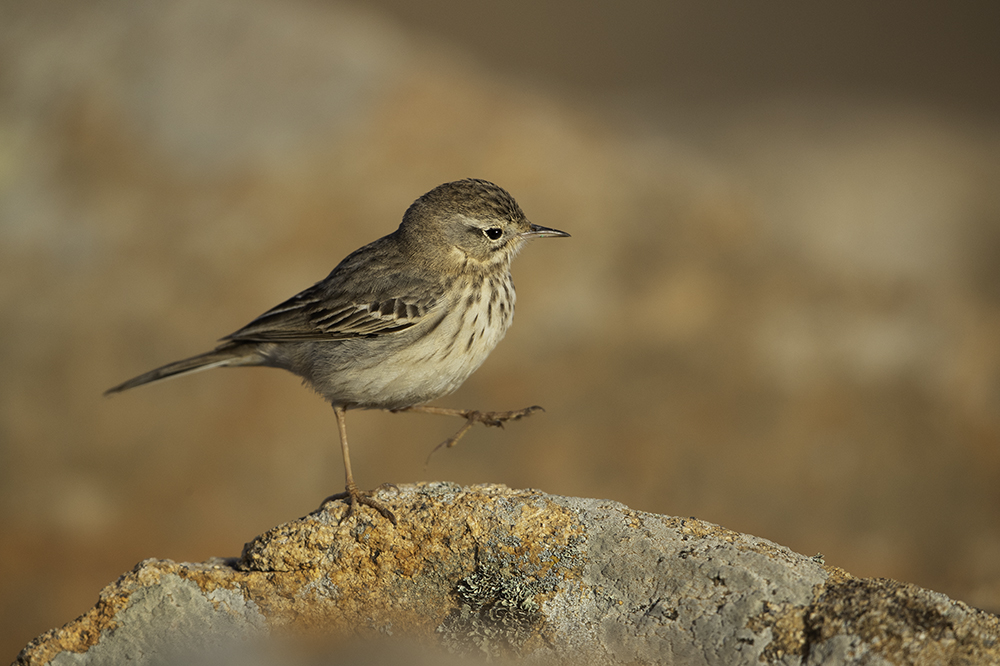 Kanarenpieper, Fuerteventura