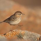 Kanarenpieper, Fuerteventura