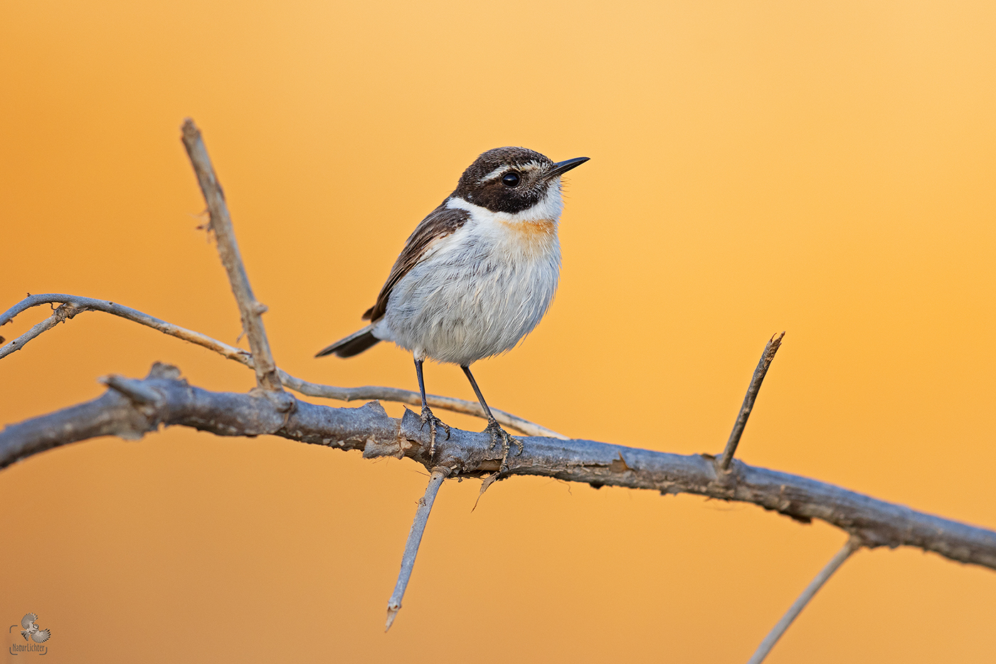 Kanarenschmätzer (Saxicola dacotiae), Canary Islands Stonechat