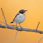 Kanarenschmätzer (Saxicola dacotiae), Canary Islands Stonechat