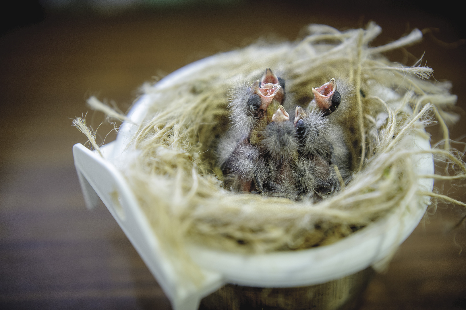 Kanarienbabys haben viel hunger!