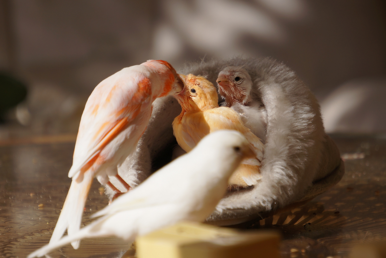 Kanarienküken bei der Fütterung im Plüschpantoffel