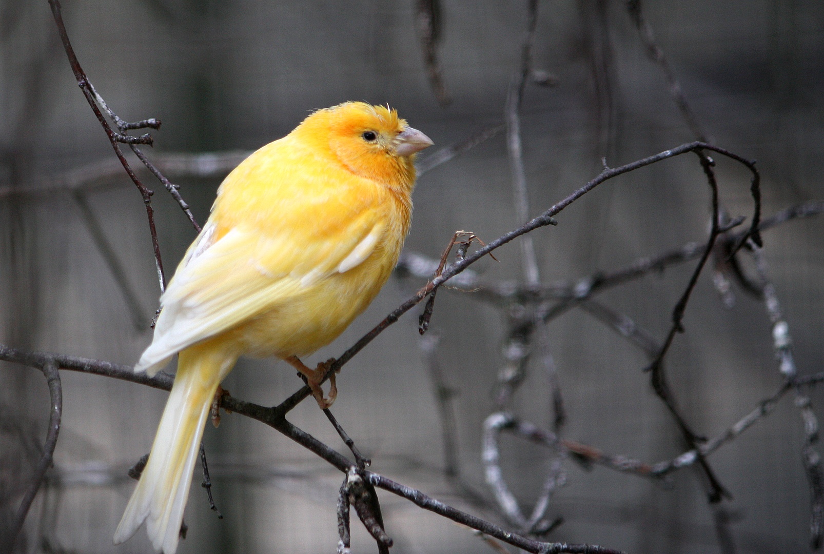 Kanarienvogel