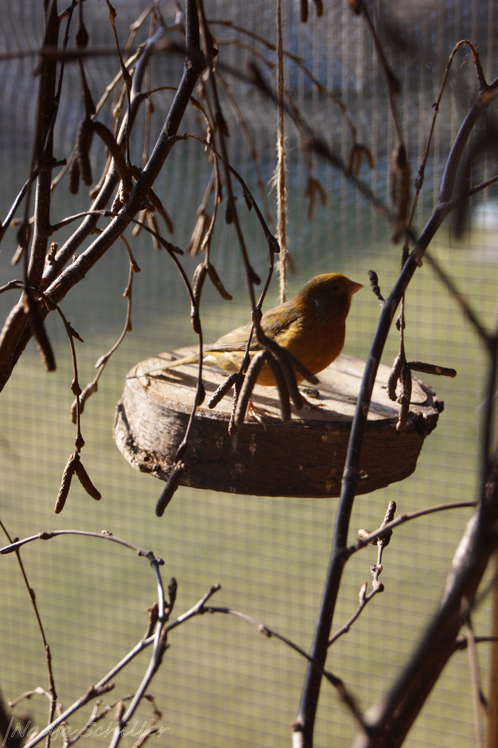 Kanarienvogel