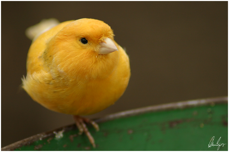 kanarienvogel Foto & Bild tiere, zoo, wildpark & falknerei, vögel Bilder auf