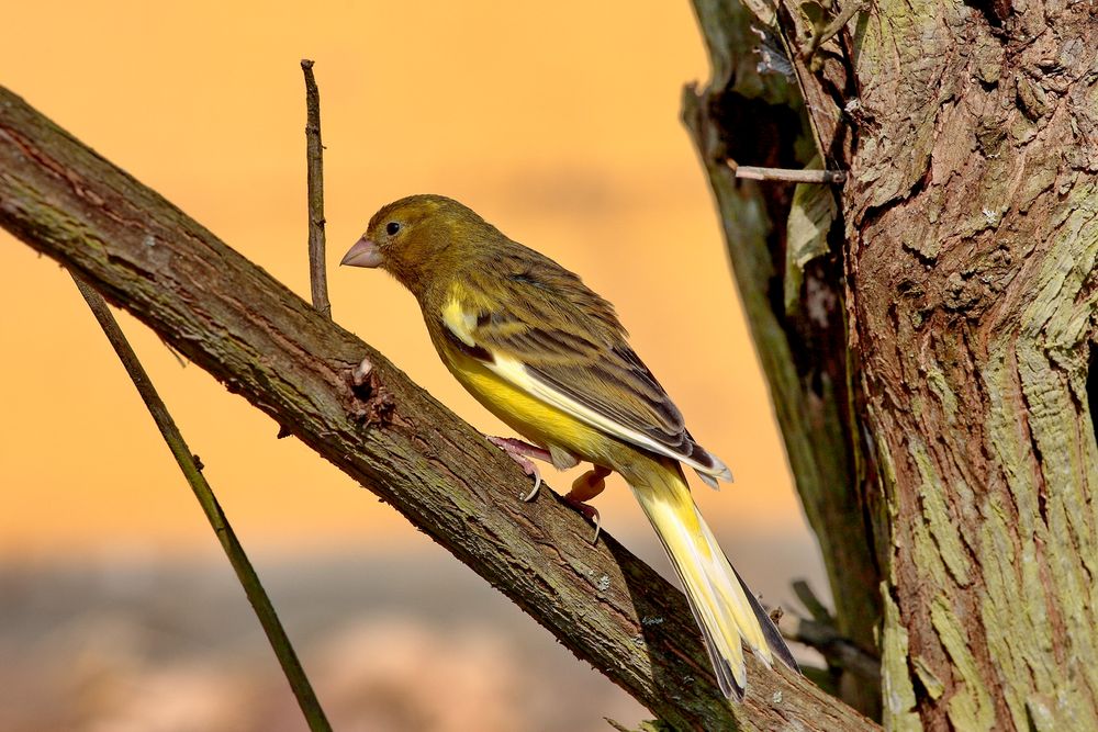 Kanarienvogel