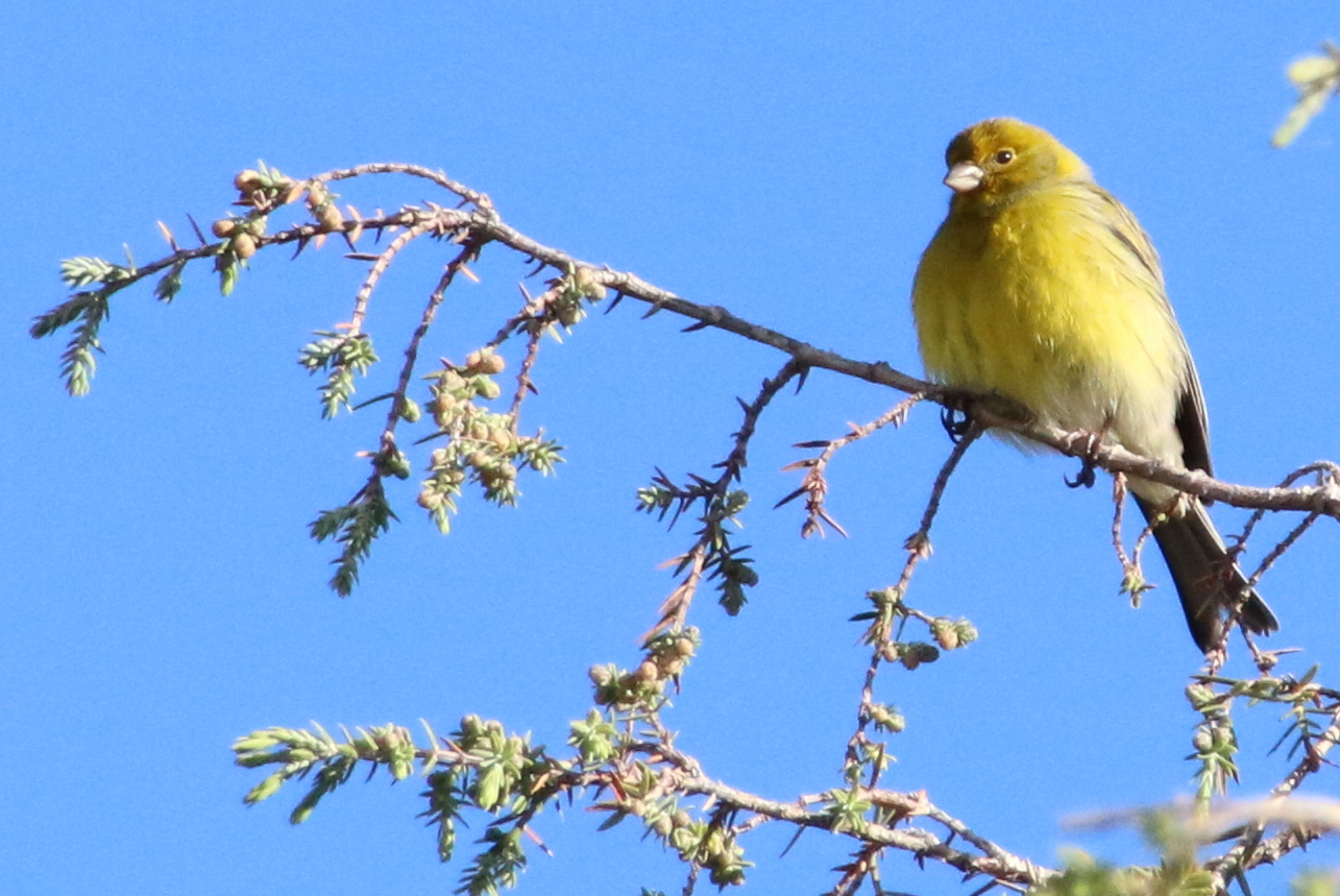 Kanarienvogel auf La Palma