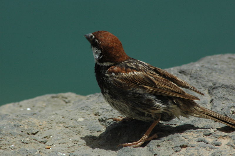 Kanarienvogel auf Lanzarote