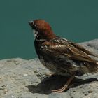 Kanarienvogel auf Lanzarote