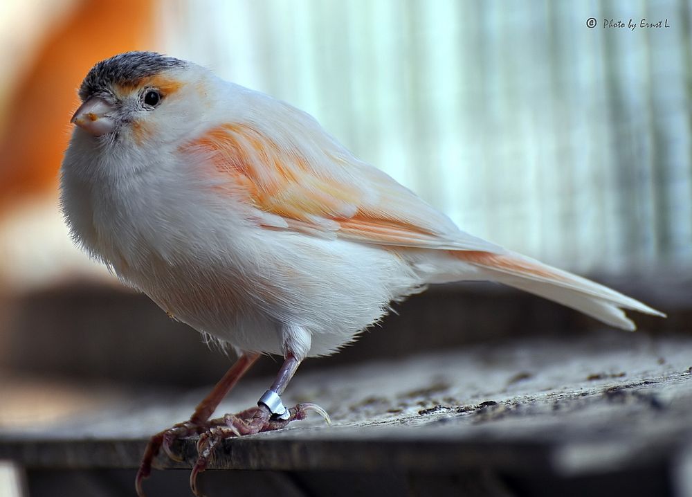Kanarienvogel Foto & Bild tiere, haustiere, vögel Bilder auf