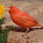 Kanarienvogel in rot-schimmel.