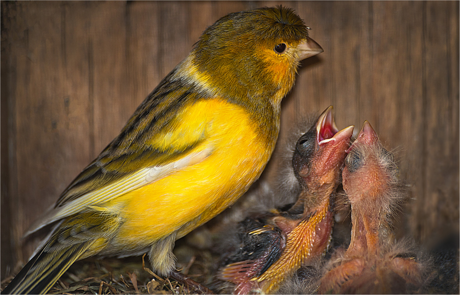 Kanarienvogel mit Jungen