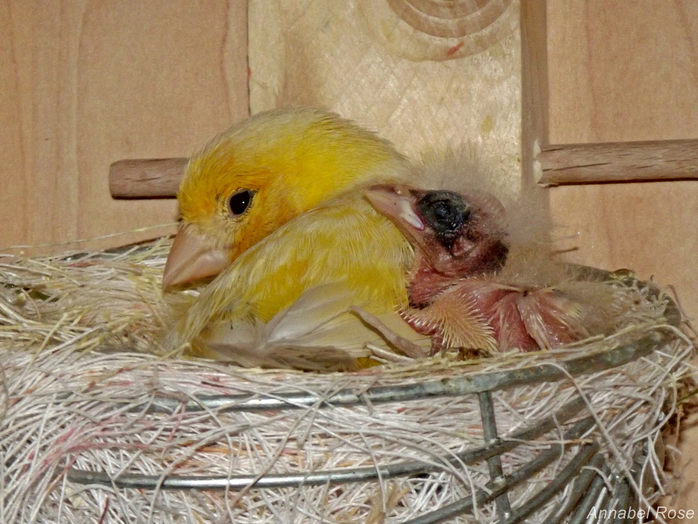 Kanarienvogel mit Kücken