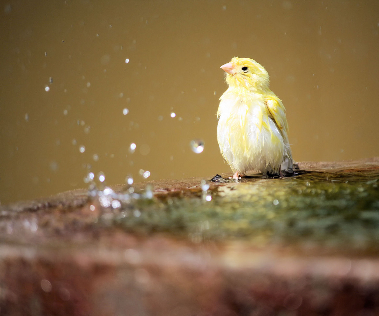 Kanarienvogel sucht Erfrischung