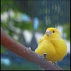 Kanarienvogel - Tierpark Bad Kösen