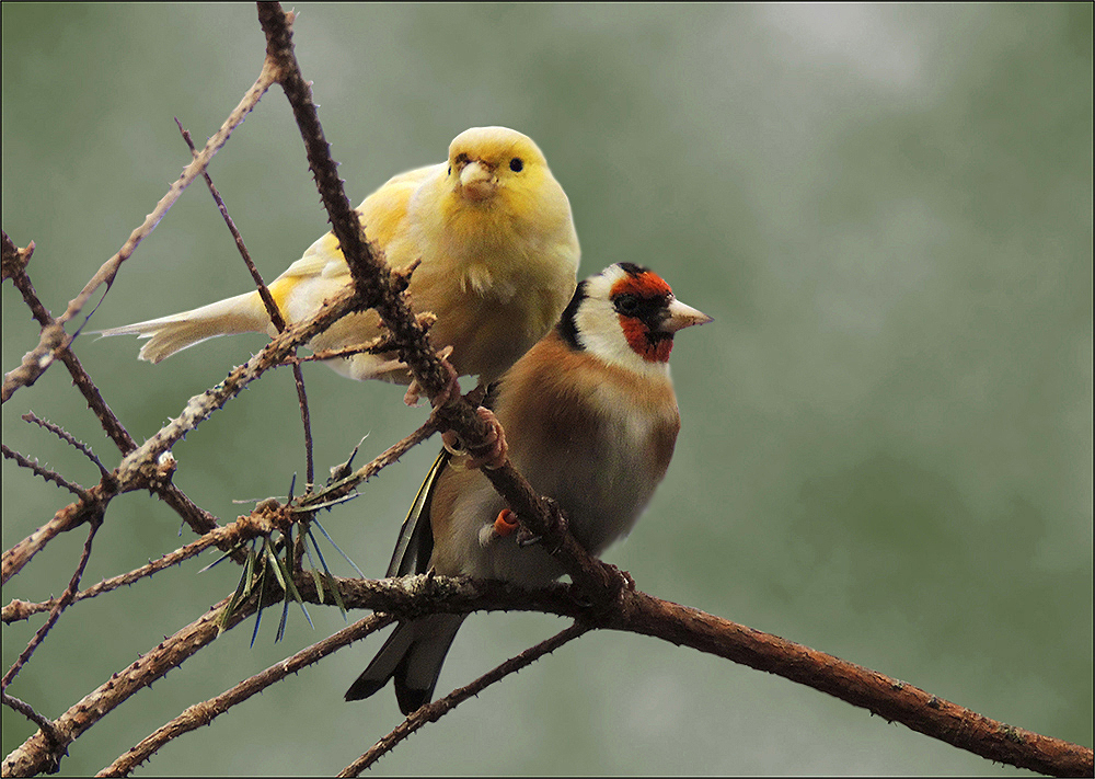 Kanarienvogel und Stieglitz