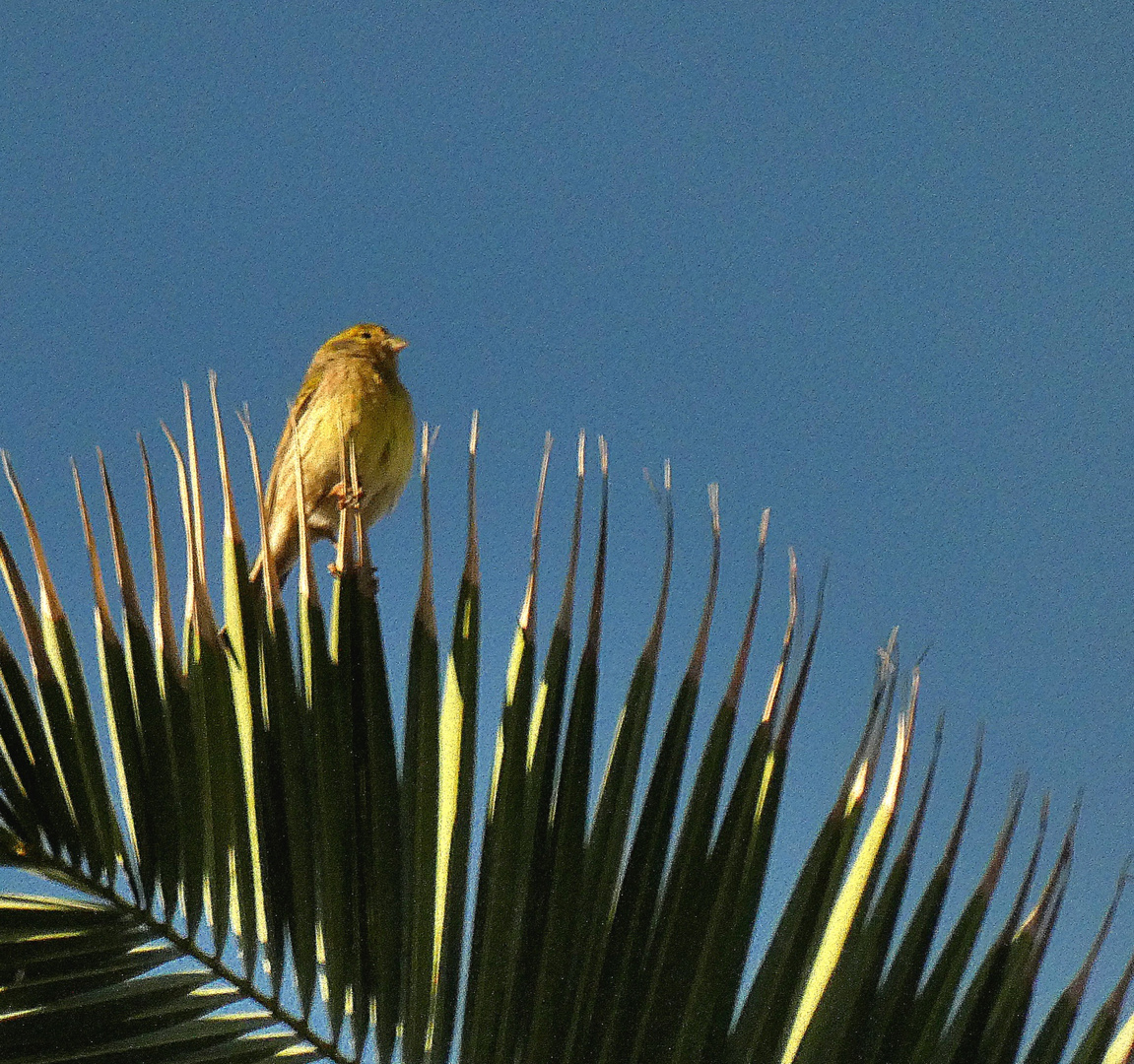 Kanarienvogel (ursprüngliche Gattung)