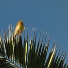 Kanarienvogel (ursprüngliche Gattung)