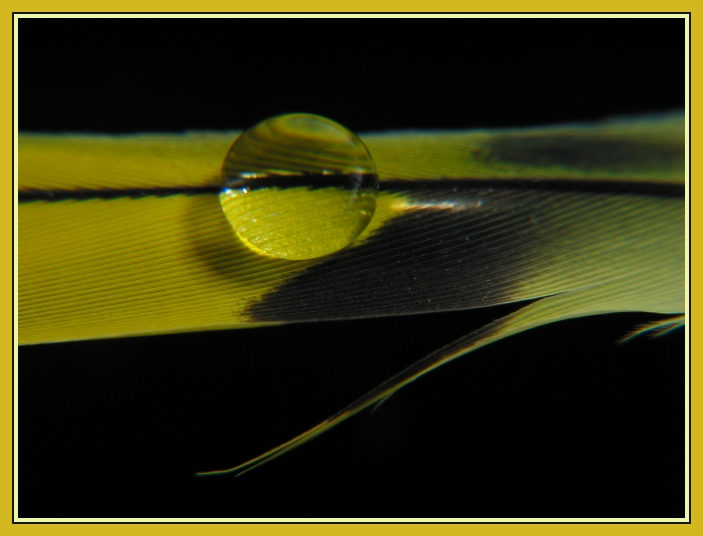 Kanarienvogelfeder mit Wassertropfen