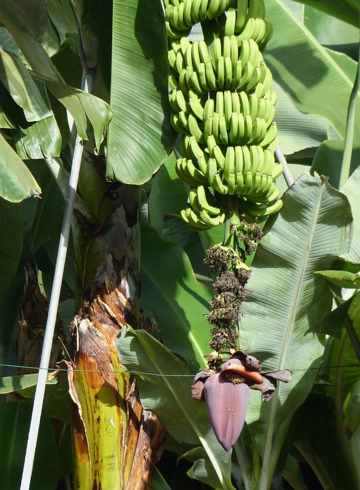 Kanarische Bananen (platanos)