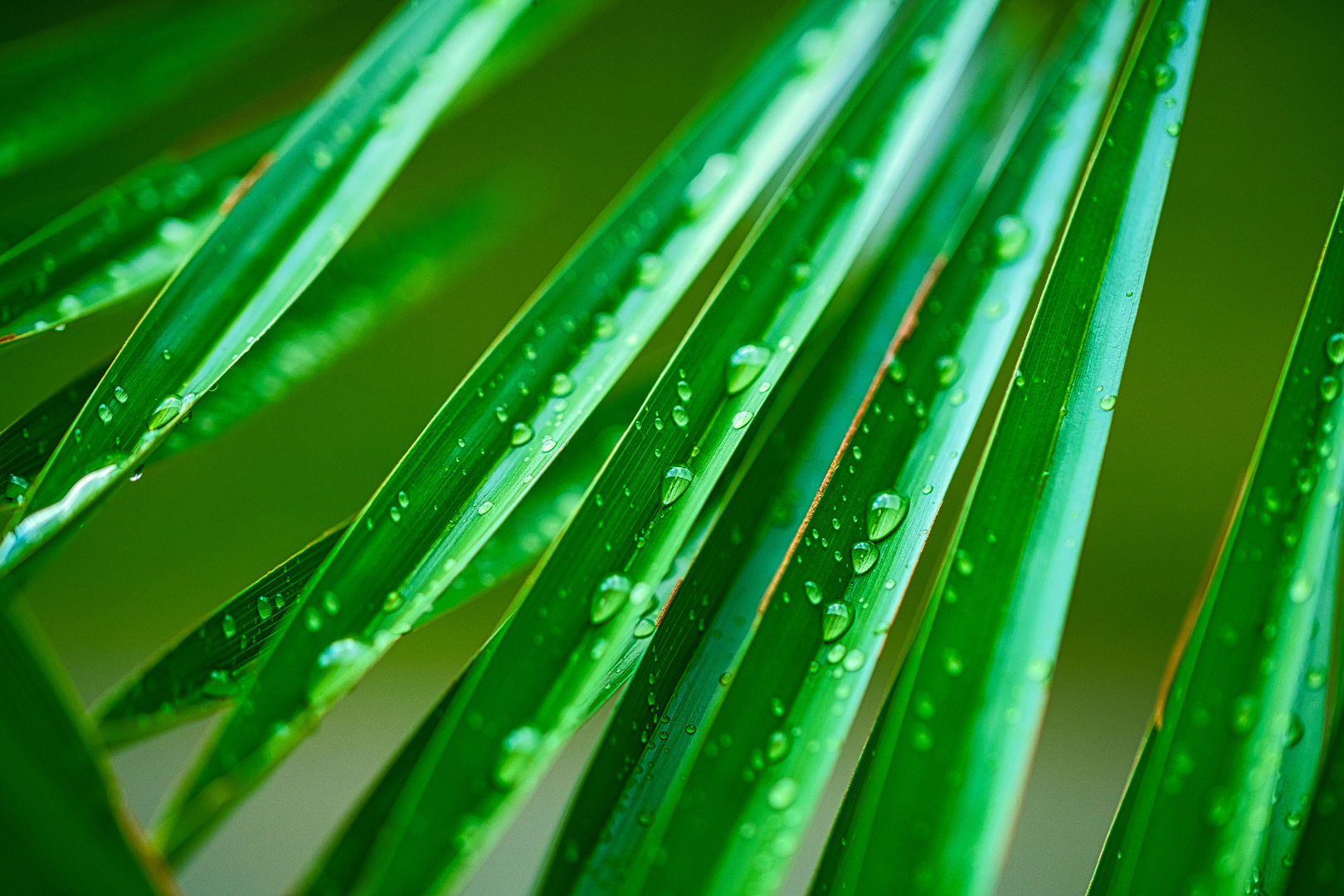 kanarische Dattelpalme im Regen