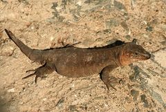 Kanarische Eidechse "Lagarto de Gran Canaria" (Gallotia stehlini)