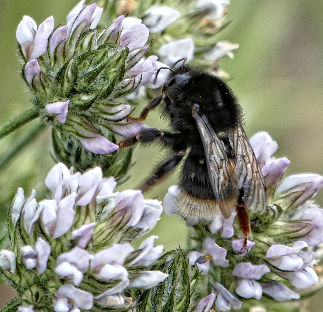 Kanarische Erdhummel