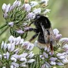 Kanarische Erdhummel