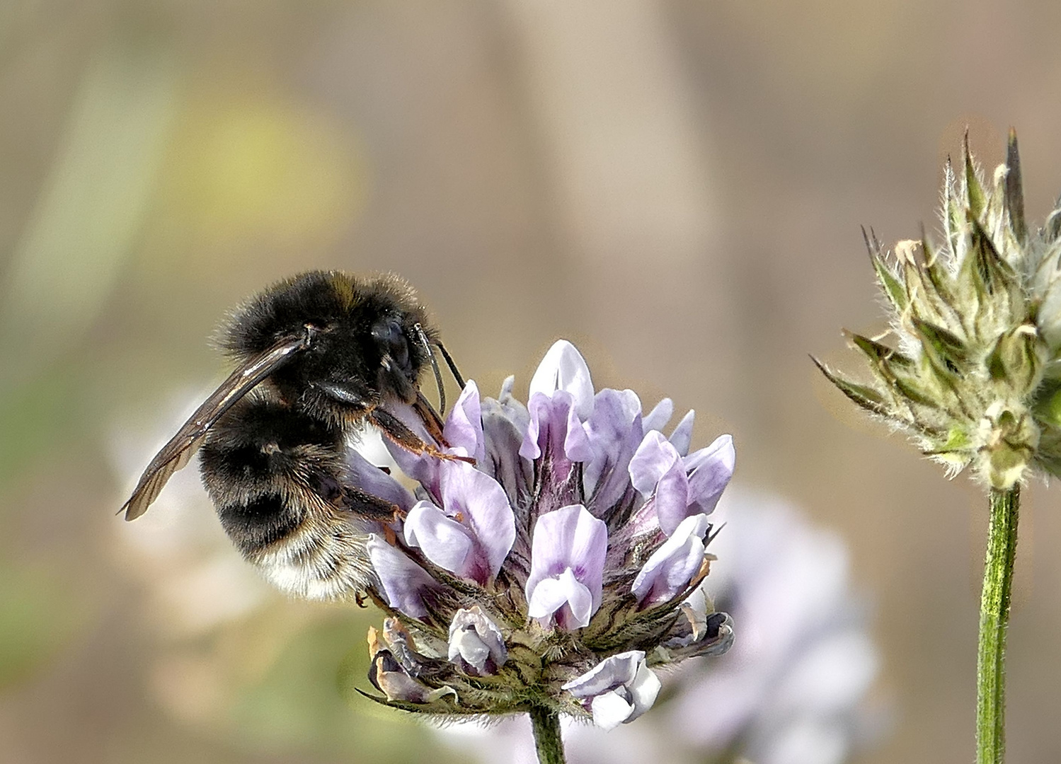 Kanarische Erdhummel