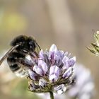 Kanarische Erdhummel