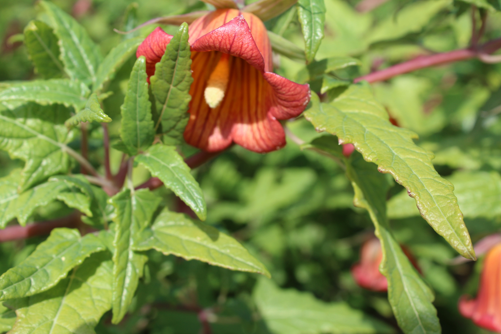 Kanarische Glockenblume