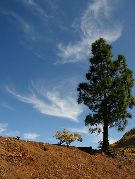 Kanarische Kiefer / Canarian pine tree