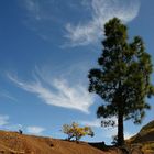 Kanarische Kiefer / Canarian pine tree