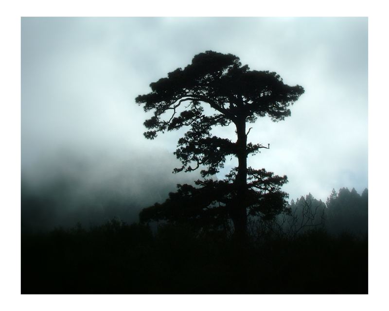 Kanarische Kiefer im Nebel