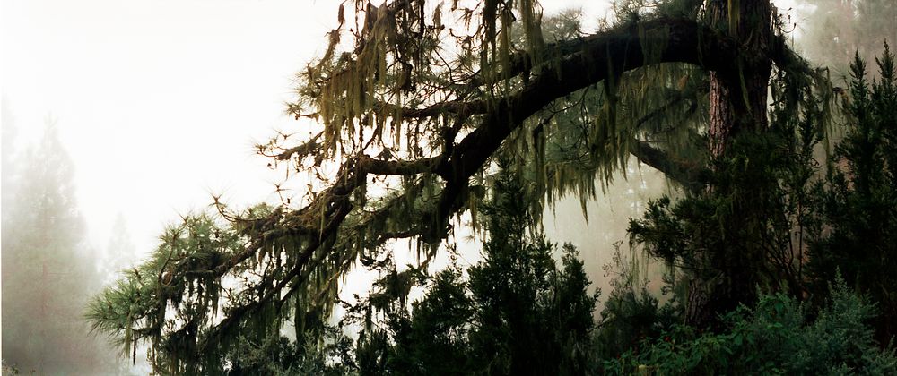 Kanarische Kiefer im Nebel